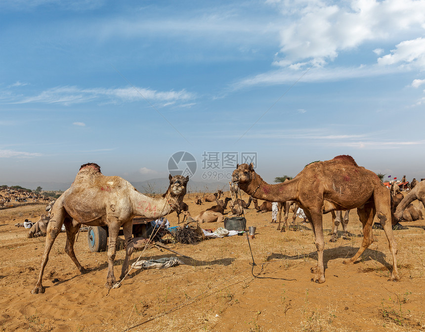 印度普什卡尔梅拉普什卡尔骆驼博览会娱乐骆驼交易节日博览会动物生物图片