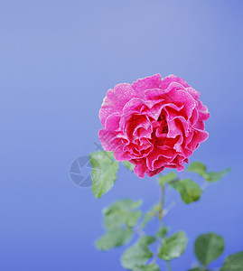 玫瑰植物粉色紫红色背景图片