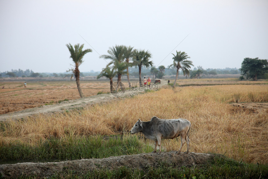 牛在稻田放牧牧场食草草地荒野风景沼泽异国热带农村棕榈图片