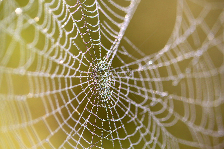 带滴子的蜘蛛网蓝色跳跃昆虫森林蜘蛛阳光公园荒野宏观金属图片
