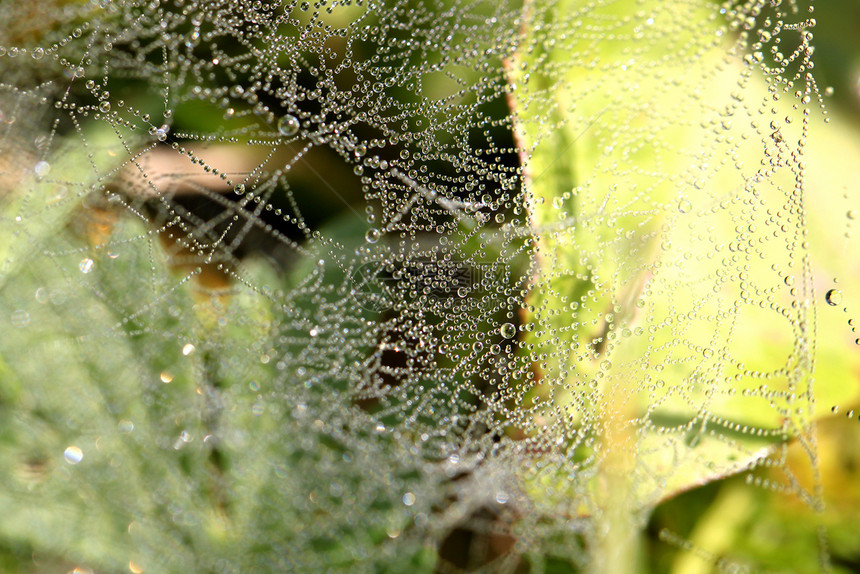 蜘蛛网上的滴子公园宏观丛林阳光爬坡金属森林眼睛动物学荒野图片