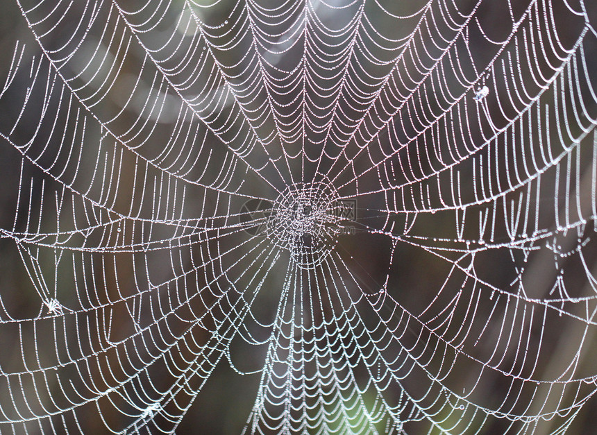 带滴子的蜘蛛网蓝色荒野动物群森林花园金属动物学昆虫猎人阳光图片