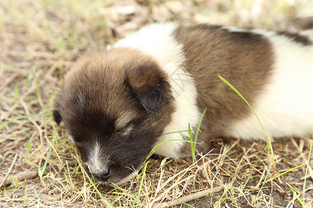 睡眠狗狗狗睡觉花园犬类睡眠说谎鼻子哺乳动物眼睛宠物婴儿阳光背景