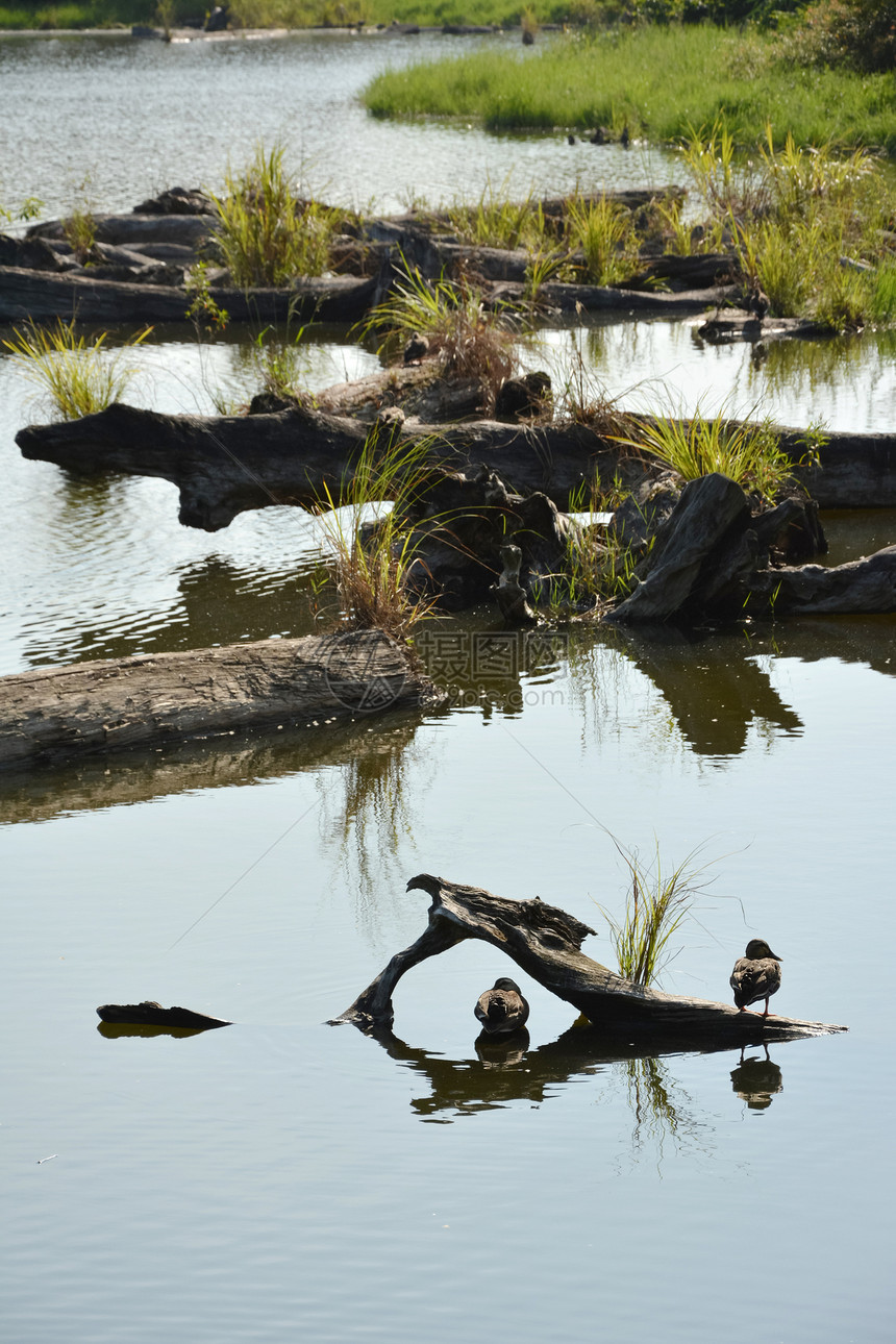 带木柴的湖泊百合荷花水生植物文化叶子蓝色温暖美丽镜子反射图片