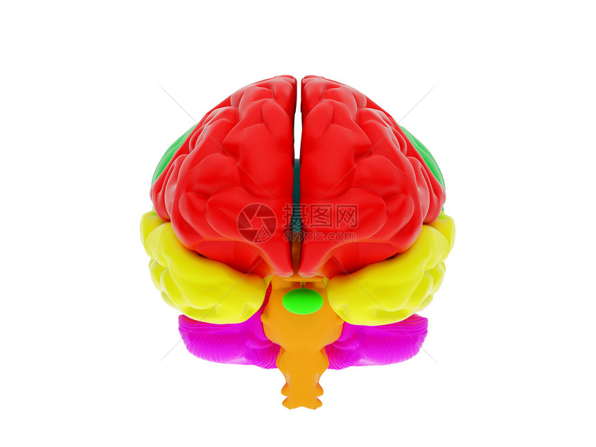 3D人脑分层外科感官智力知识手术心理神经裂片思考图片