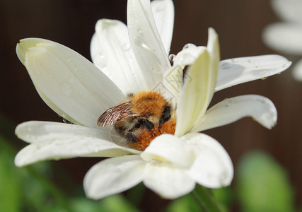 黛西上的大黄蜂工蜂蜜蜂花朵花粉花药绿色植物白色雏菊植物花蜜背景图片