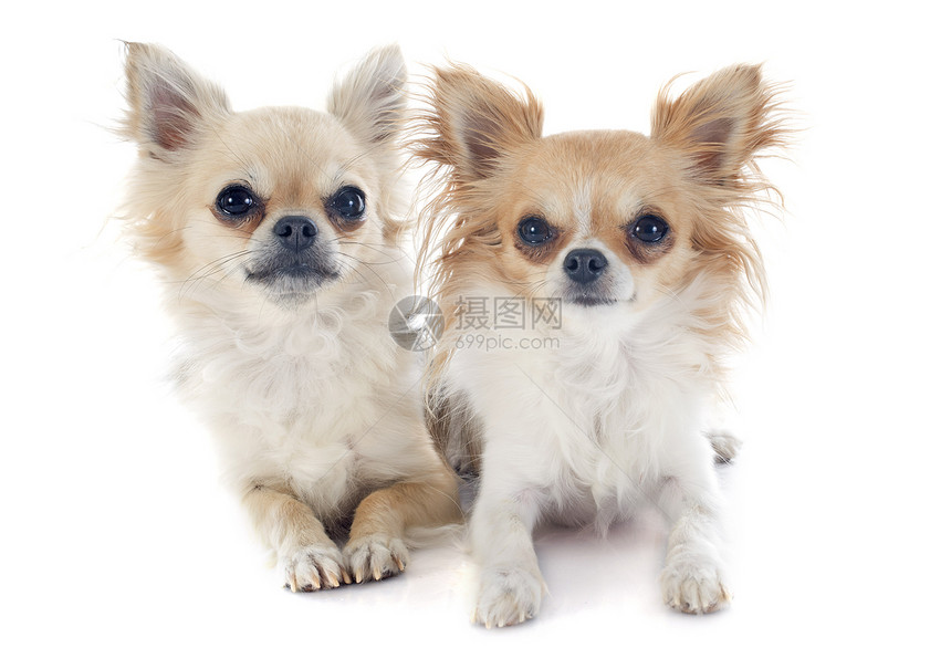 吉华人男性伴侣动物棕色女性白色犬类宠物工作室图片