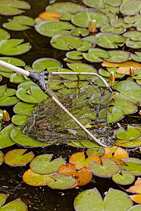 百合网湖中鱼上岸网池塘假期百合植物群动物学花园动物群收获反射绳索背景