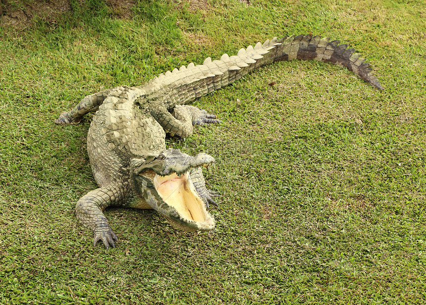 鳄鱼躺在草地上皮肤场地捕食者猎人动物园爬虫荒野动物两栖眼睛图片
