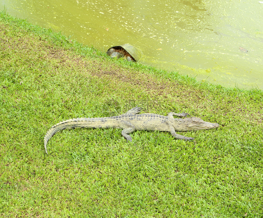鳄鱼躺在草地上动物园危险两栖池塘婴儿荒野爬虫眼睛场地猎人图片