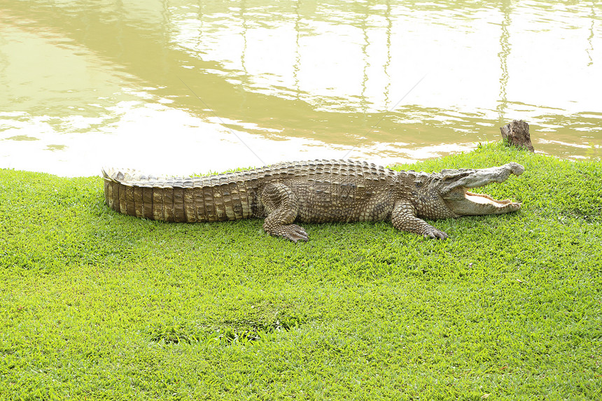 鳄鱼躺在草地上公园猎人两栖荒野动物眼睛热带野生动物皮肤池塘图片