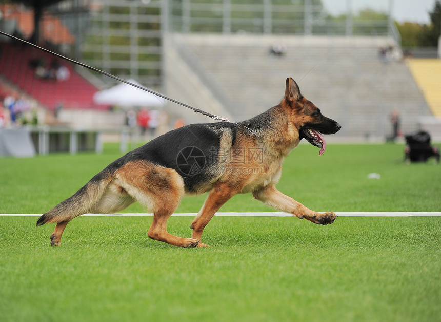 体育场跑狗犬伴侣宠物跑步动物公园游戏牧羊犬犬类衣领头发图片