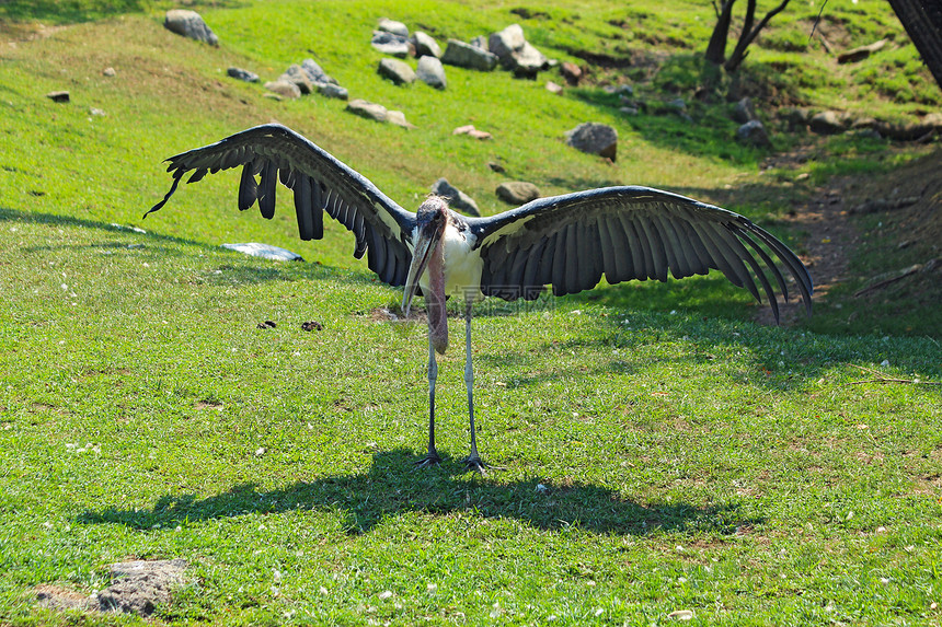 Marabou 鹦鹉在印第安纳波利斯动物园展翅图片