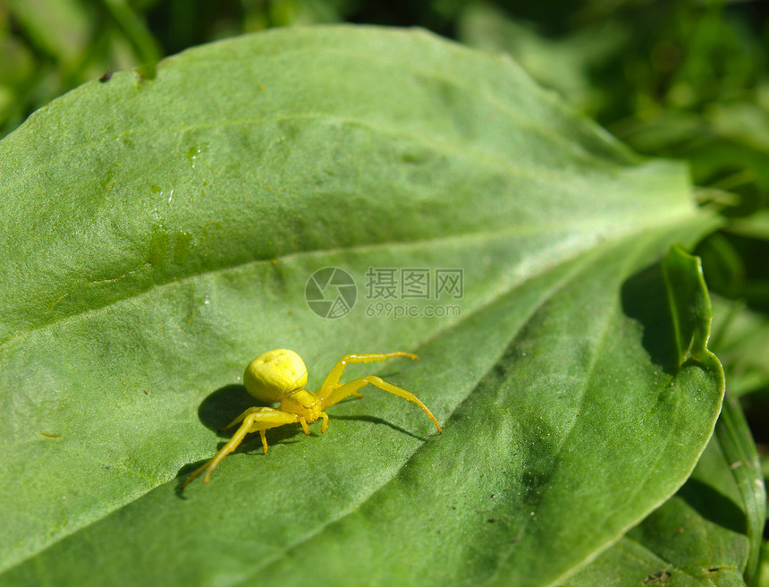 植物上的黄蜘蛛陷阱眼睛动物网络荒野房子野生动物动物群花园阳光图片