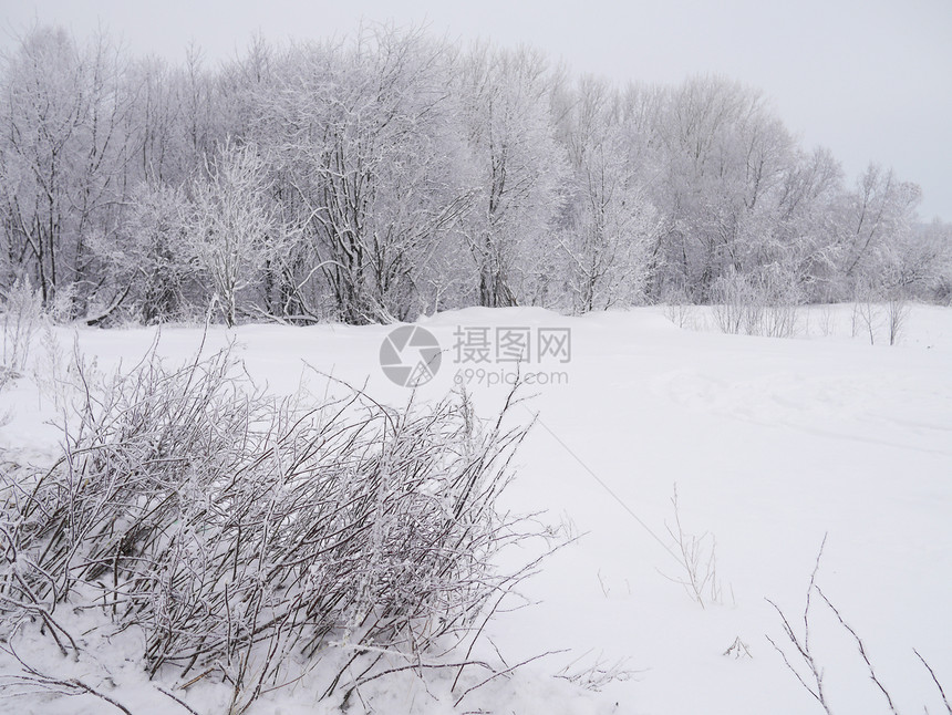 冬季风景孤独木头雪景天空天气接龙季节场地树木森林图片