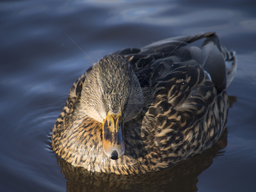 冬天在湖边的鸭子公园荒野野生动物绿色水禽棕色季节性羽毛池塘水坑图片