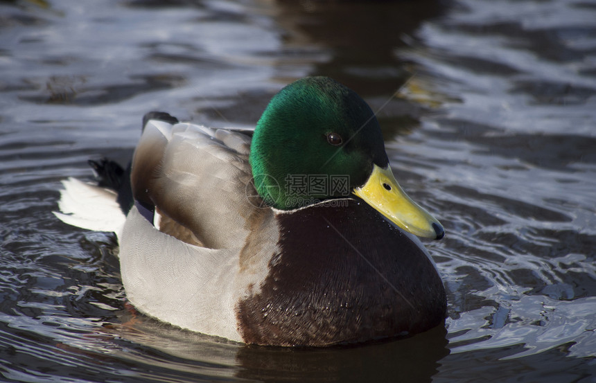 冬天在湖边的鸭子荒野棕色公园羽毛野生动物池塘季节性水禽水坑绿色图片