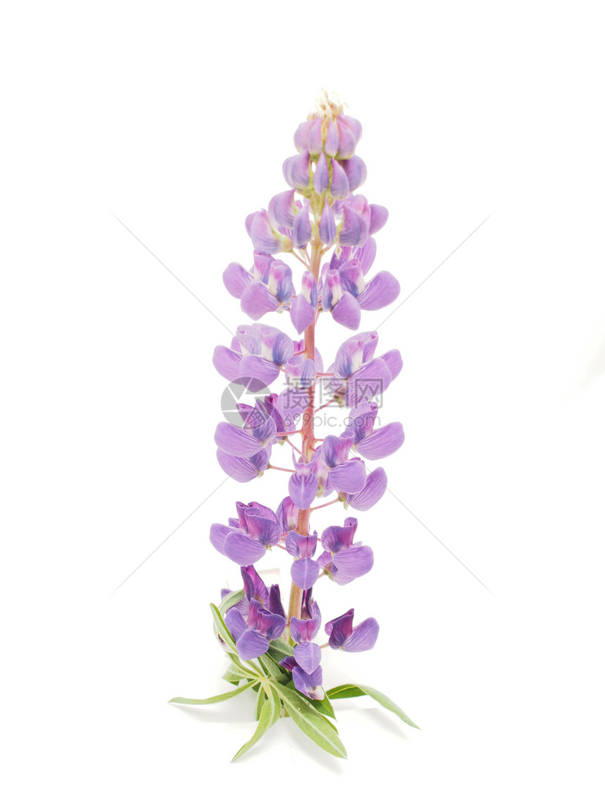 白色背景的白花边花朵花头叶子植物群野生动物植物草本植物花束紫色蓝色生长图片