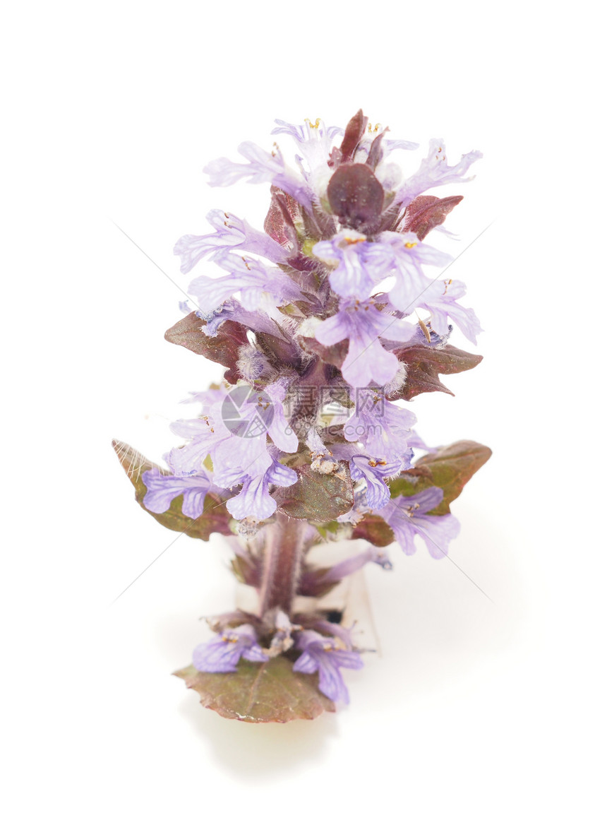 白色背景的Ajuga 花朵野花植物群爬行动物号角唇形科蓝色花园紫色对象杂草图片
