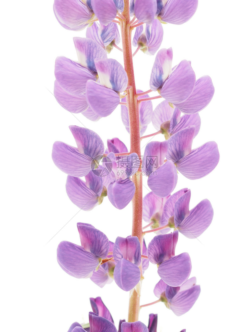 白色背景的白花边花朵花头叶子紫色植物群生长植物草本植物花束蓝色野生动物图片