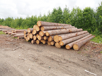 路上的木头资源营林环境木材卡车松树树桩森林贮存记录生态高清图片素材