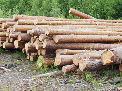 路上的木头针叶卡车营林环境破坏松树树干资源林地森林砍伐森林高清图片素材