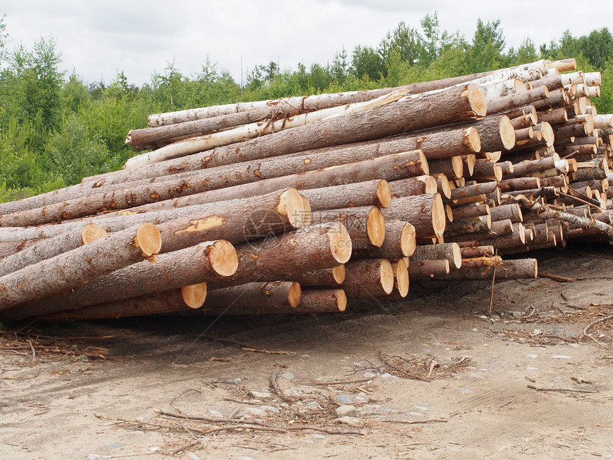 路上的木头树干针叶卡车木材林地生态环境林业松树破坏图片