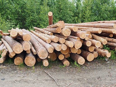 路上的木头林业树桩森林生态环境树干柴堆贮存针叶松树木桩高清图片素材