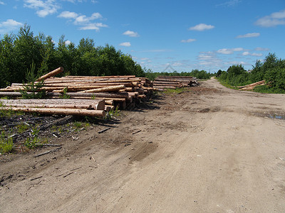 路上的木头资源贮存松树树干木材树桩林业破坏日志营林车高清图片素材