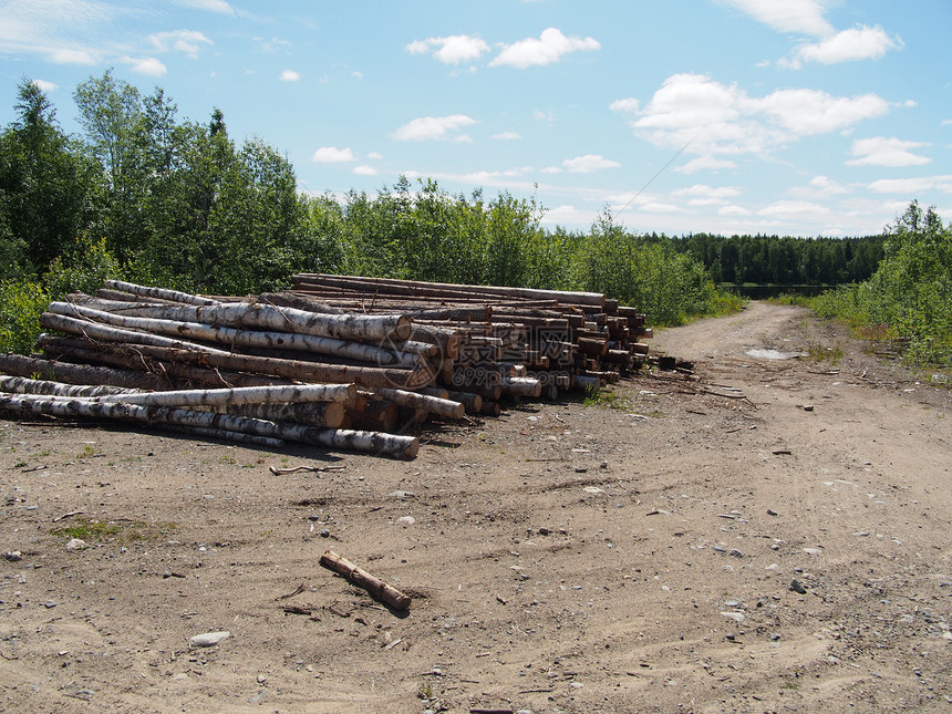 路上的木头环境木桩木材贮存林业林地森林树干针叶破坏图片