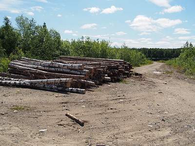 路上的木头环境木桩木材贮存林业林地森林树干针叶破坏木栈高清图片素材