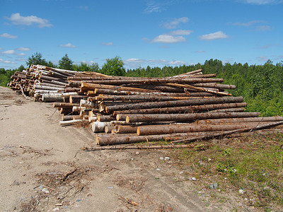 路上的木头营林林地木桩树干木材资源林业卡车破坏环境树桩高清图片素材