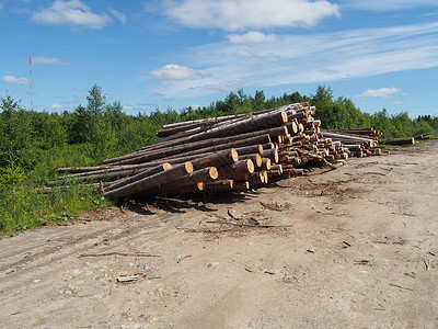 路上的木头生态林业资源树桩树干卡车木材环境针叶破坏森林高清图片素材