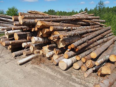 路上的木头日志松树资源森林林地环境树桩破坏针叶生态木栈高清图片素材