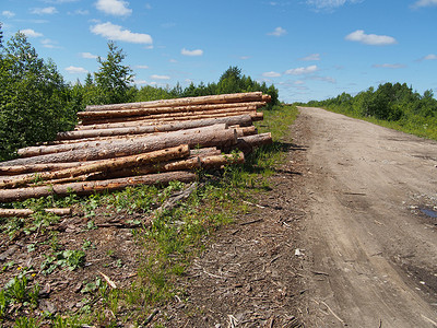 路上的木头环境木桩贮存森林记录林地资源树桩松树林业破坏高清图片素材