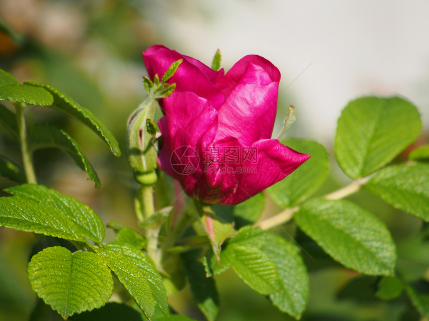 狗玫瑰罗萨卡尼娜花朵花瓣绿色花园植物植物学叶子粉色季节图片