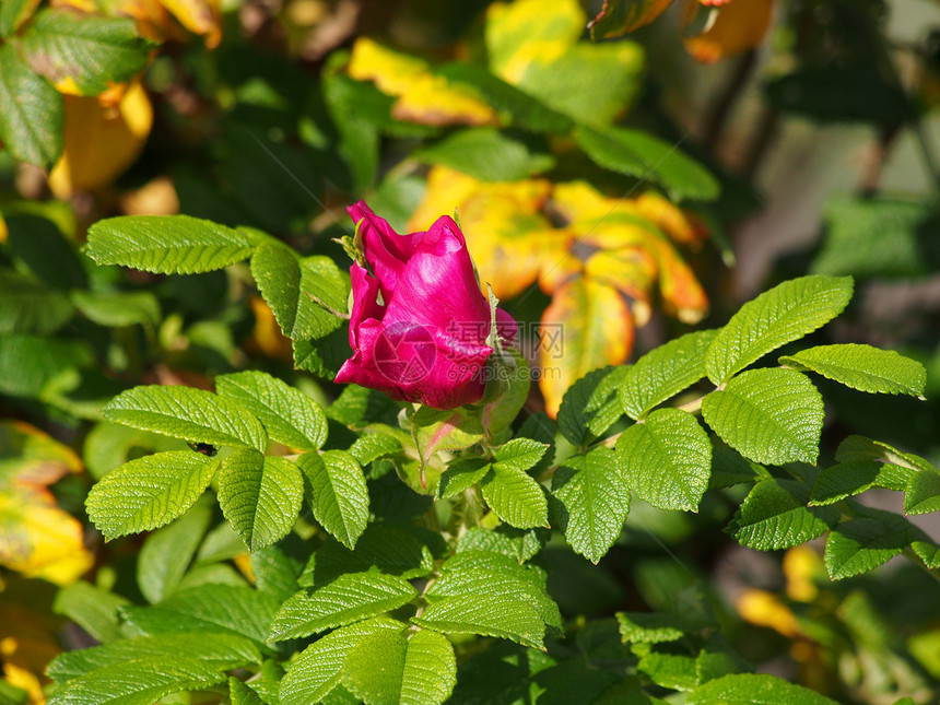 狗玫瑰罗萨卡尼娜花朵植物学绿色花瓣植物叶子季节花园粉色图片