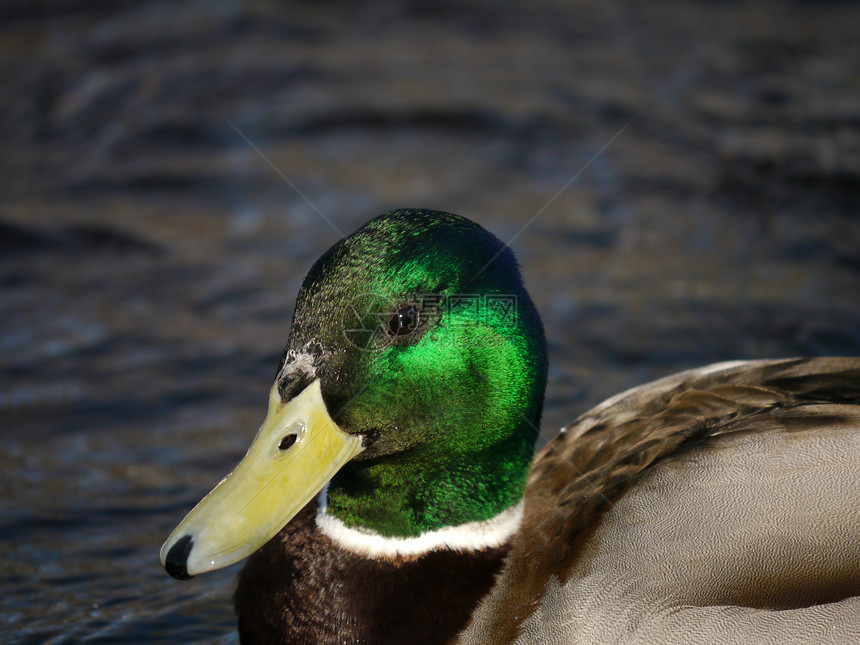 冬天在河上蹲鸭子摄影女性白色冻结淡水羽毛池塘季节性绿色荒野图片