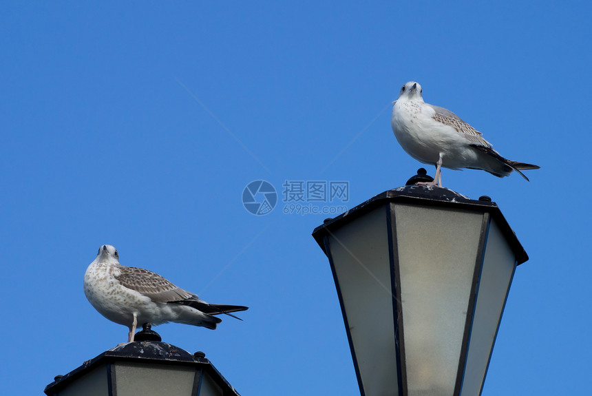 灯笼上两只海鸥照明蓝色鸟类街灯城市灯柱路灯邮政天空力量图片
