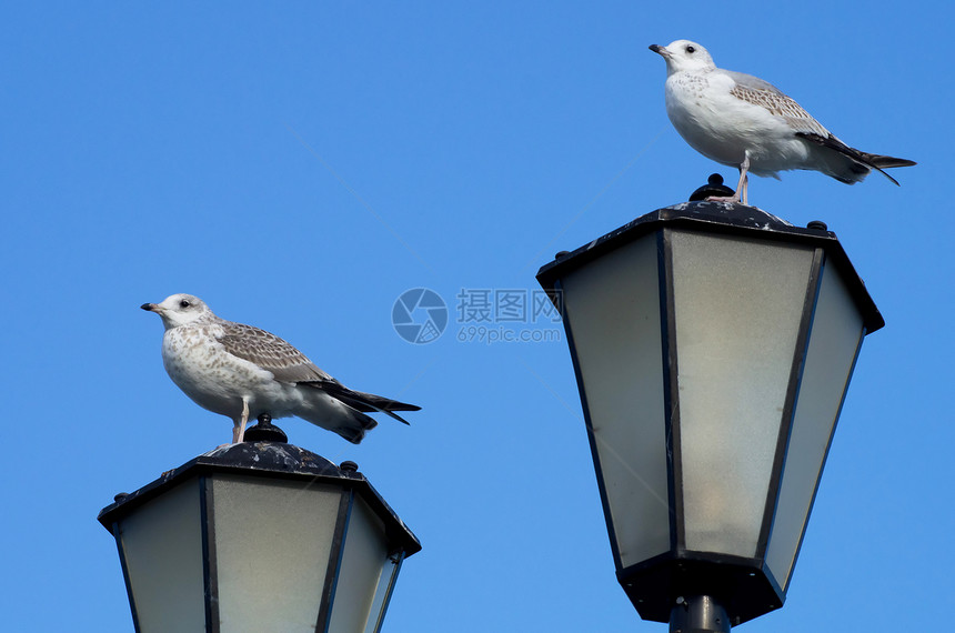 灯笼上两只海鸥街道活力照明蓝色天空鸟类技术城市灯柱玻璃图片