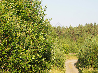 路场地绿色天空木头白色季节森林植物蓝色背景图片