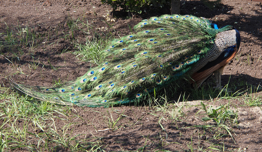美丽的孔雀活力男性野生动物展览绿色蓝色水平野鸡尾巴羽毛图片