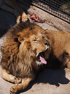 雄狮子肖像沙漠格式荒野动物豹属栖息地野生动物男性狮子哺乳动物卡拉哈里高清图片素材