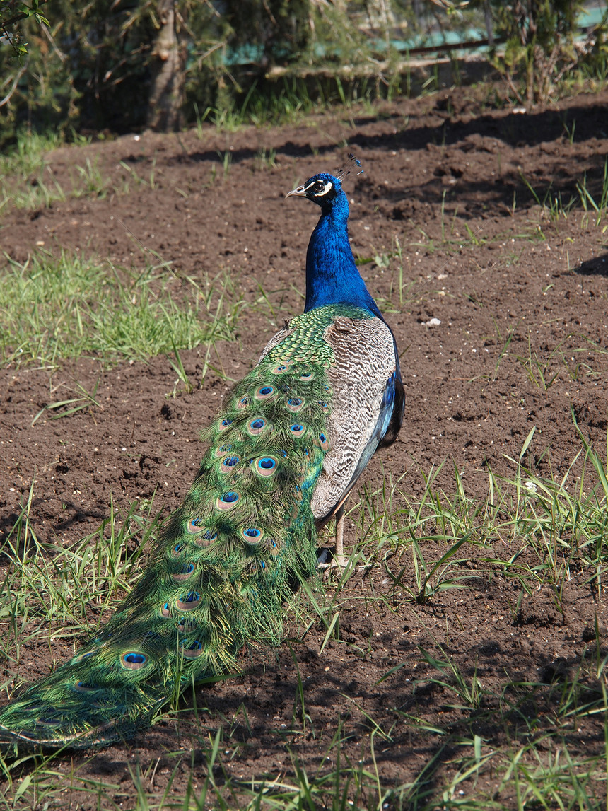 美丽的孔雀羽毛尾巴蓝色展览仪式男性热带野生动物活力野鸡图片