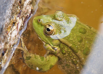 绿青蛙在水中沼泽动物宏观嘎嘎眼睛环境生物学太阳花园池塘春天高清图片素材
