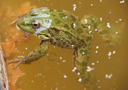 绿青蛙在水中眼睛生物学野生动物动物宏观池塘花园青蛙太阳沼泽自然高清图片素材