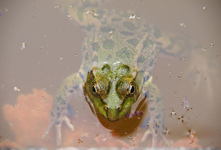 绿青蛙在水中野生动物太阳环境动物嘎嘎绿色沼泽池塘眼睛生物学绿色的高清图片素材