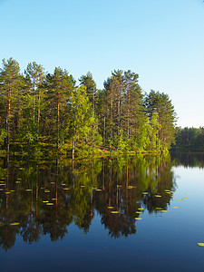 美丽的湖泊野生动物松树天空太阳植物季节荒野蓝色木头高清图片