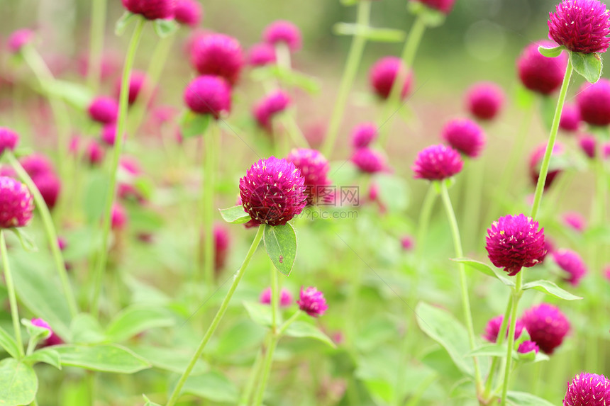 千日红或花场地野花公园地球花园植物群植物学紫色球体植物图片