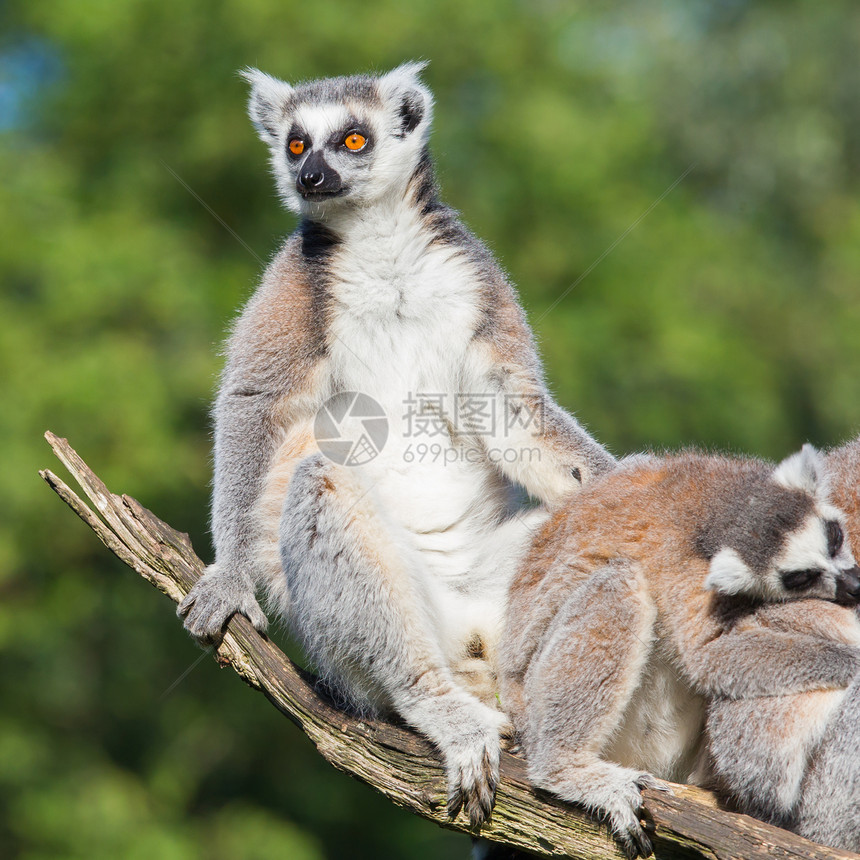 环尾狐猴Lemur catta动物园灵长类荒野黑与白濒危眼睛动物尾巴条纹哺乳动物图片